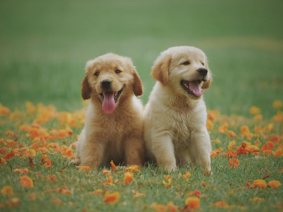 Cachorros felices en el campo — Mundo Puppies