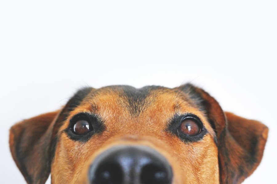 Perro curioso