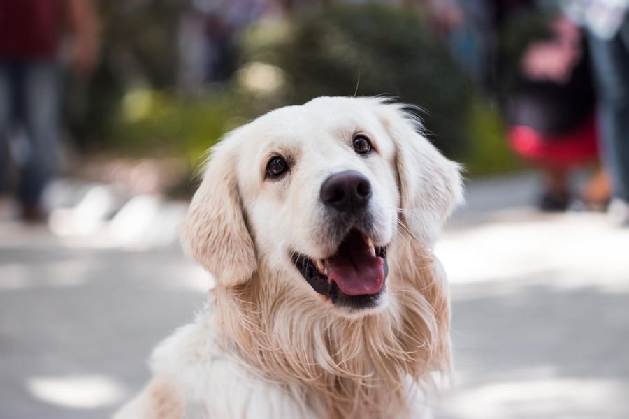 Golden al aire libre — Mundo Puppies