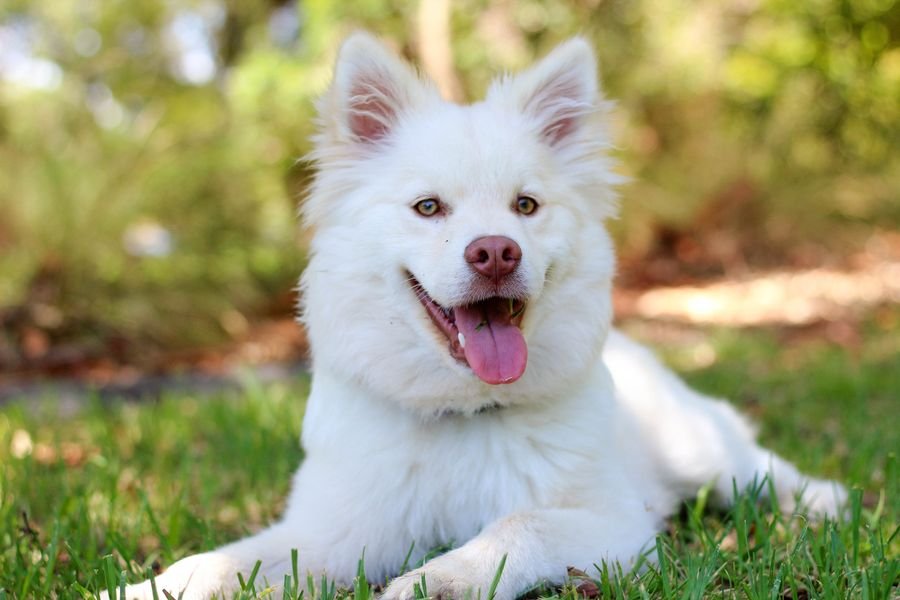 Perro feliz en el campo — Mundo Puppies