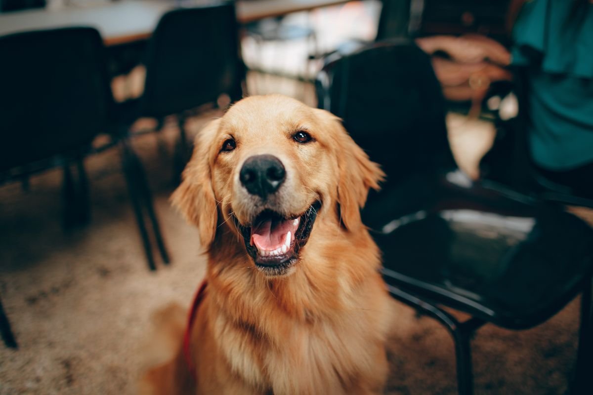 Perro sonriente