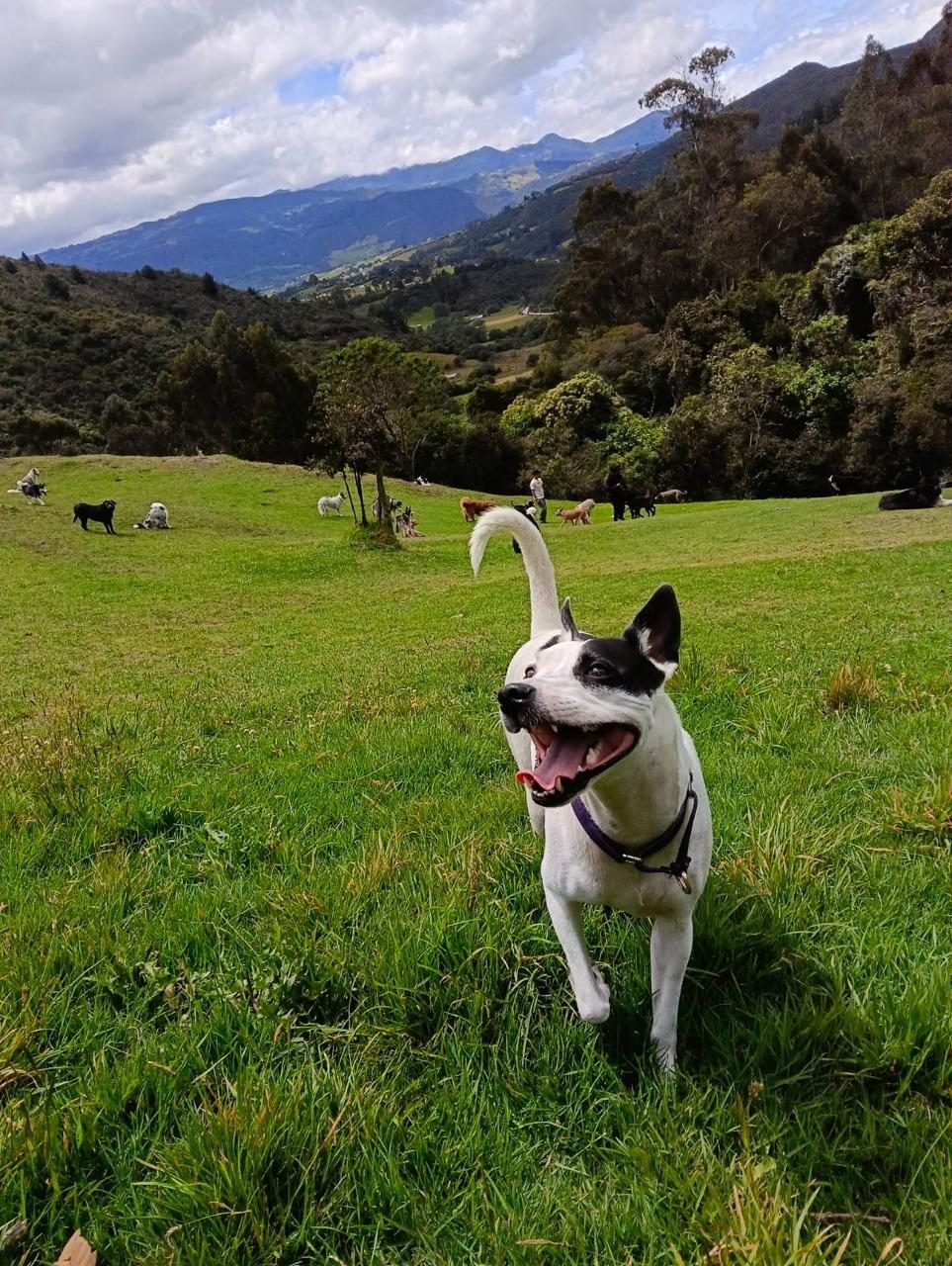 Peludito corriendo feliz en entorno natural — Mundo Puppies