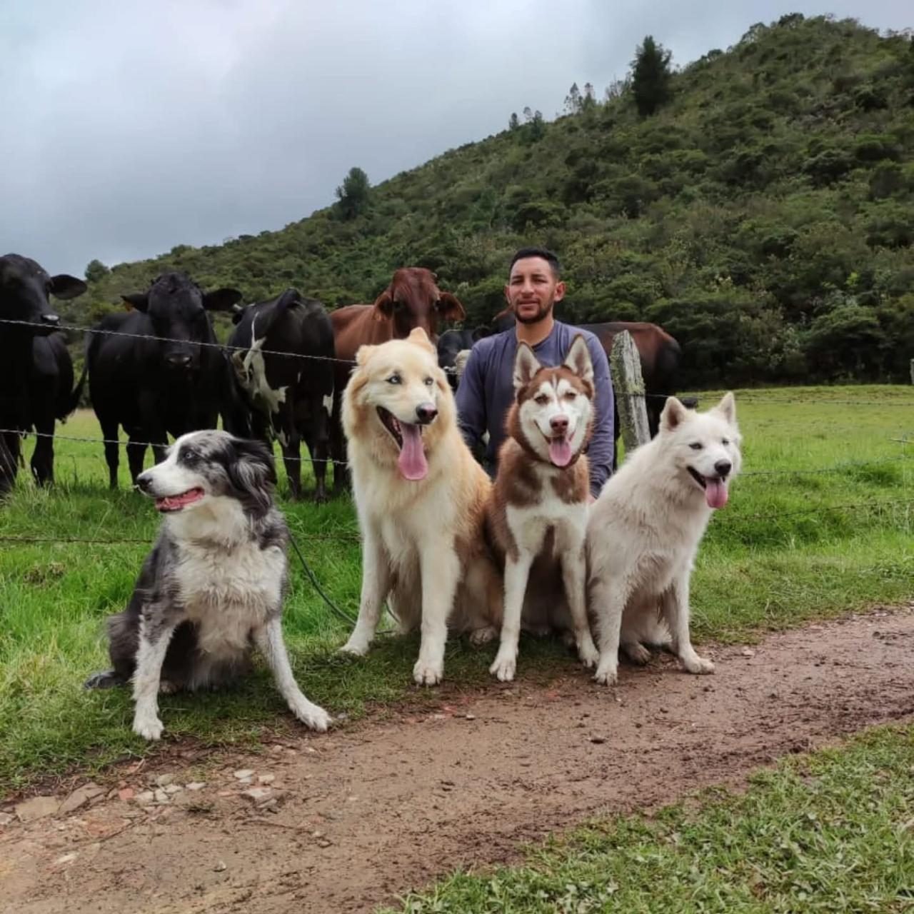 Manada de peluditos felices en el campo — Mundo Puppies