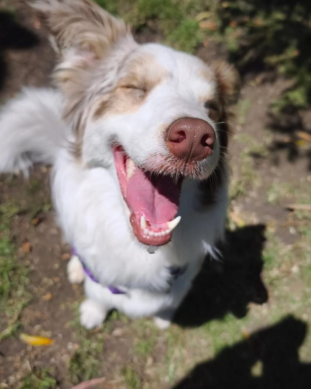 Peludito sonriente — Mundo Puppies