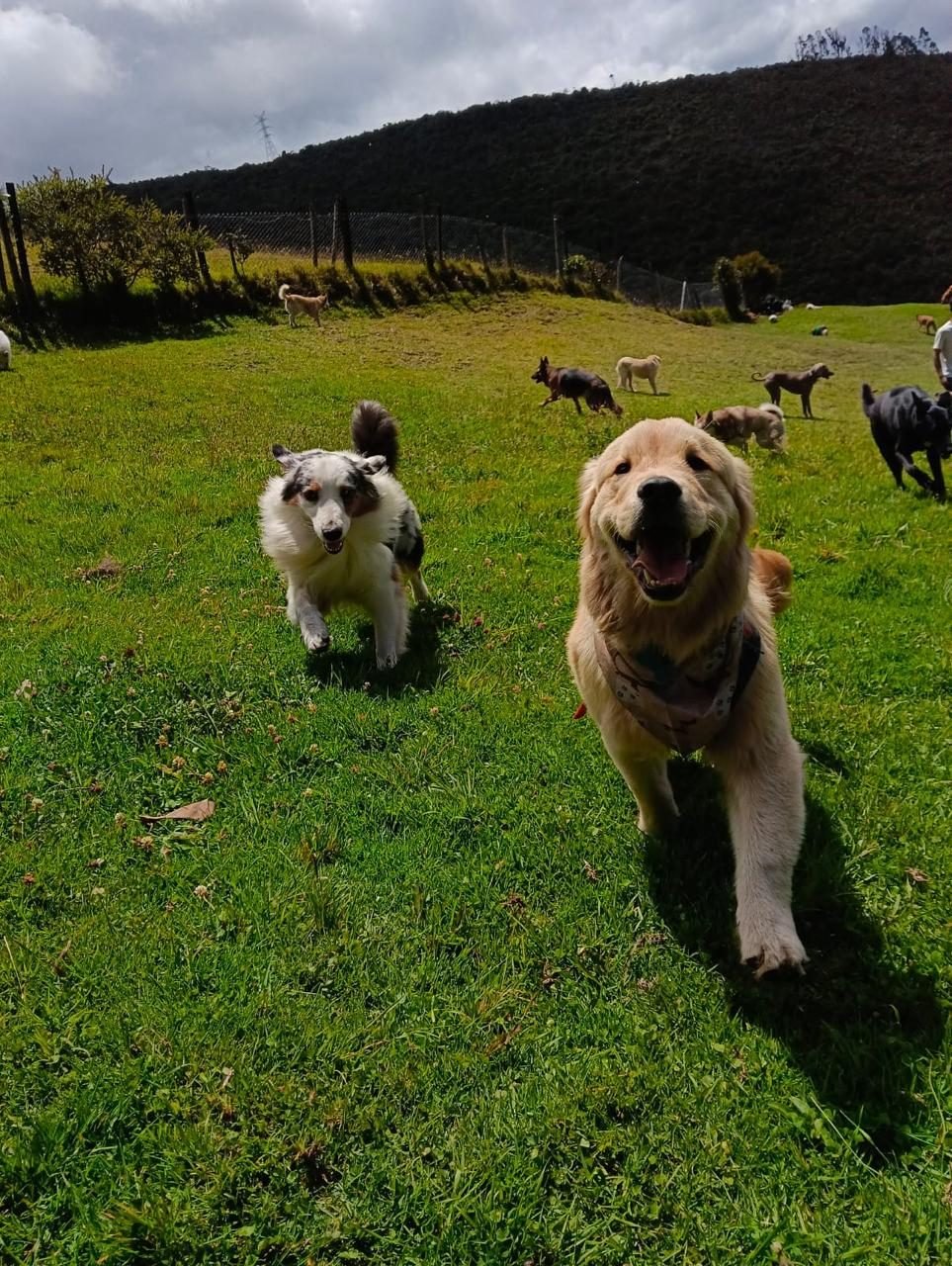Peludito feliz en el campo — Mundo Puppies
